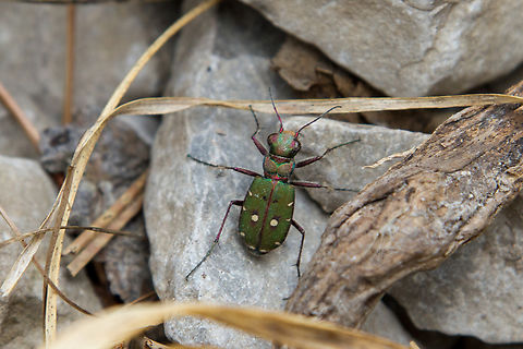 Green Tiger Beetle (Cicindela campestris) From a trip to Lake Garda in 2014.
I must say, I have a special liking for tiger beetles, since they can be so darn hard to snap. They have a very low “trigger” that will let them fly away just as you get close enough to take a picture… Cicindela campestris,Geotagged,Green Tiger Beetle,Insekt,Italien,Italy,Käfer,Sandlaufkäfer,Spring,Tiere