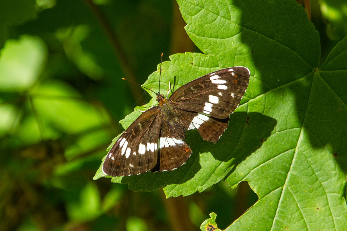 White admiral (Limenitis camilla) German name: Kleiner Eisvogel<br />
Taken on the slopes of Brotjacklriegel (you gotta love that name) in the Bavarian Forest. Deutschland,Falter,Geotagged,Germany,Insekt,Limenitis camilla,Schmetterling,Summer,Tiere,White admiral,butterfly,mariposa