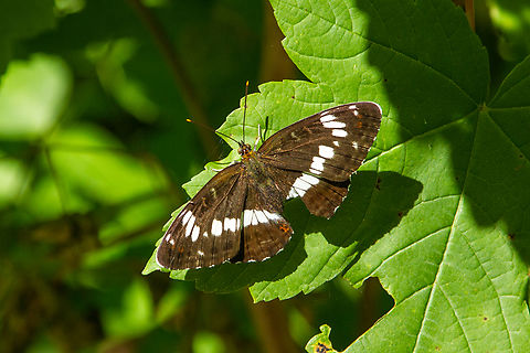 White admiral