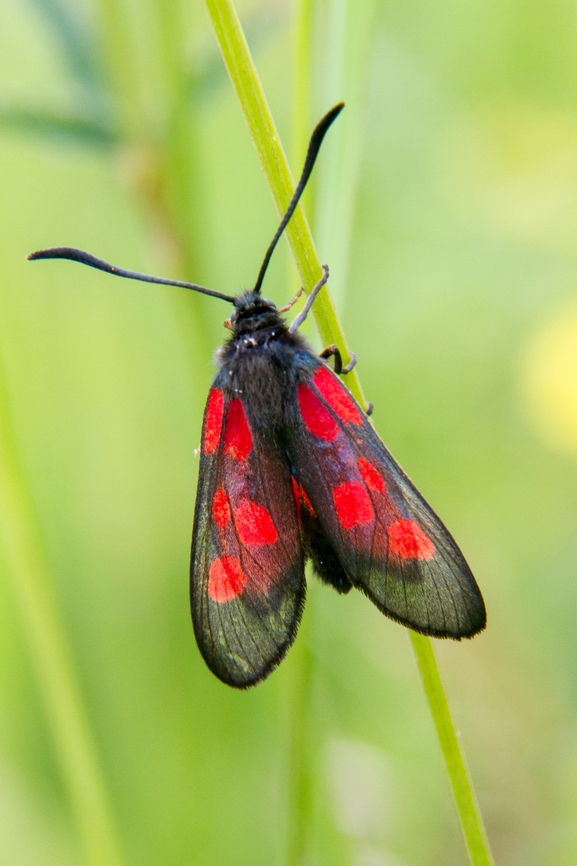 Five-spot burnet (Zygaena trifolii) From our favourite go-to meadow south of Munich.<br />
Note: The identification is only 90% sure, since there&#039;s a slight chance that it might also be Zygaena viciae. Very difficult to say from this photo alone. Deutschland,Falter,Five-spot burnet,Geotagged,Germany,Insekt,Schmetterling,Spring,Tiere,Zygaena trifolii,Zygaena viciae,butterfly,mariposa