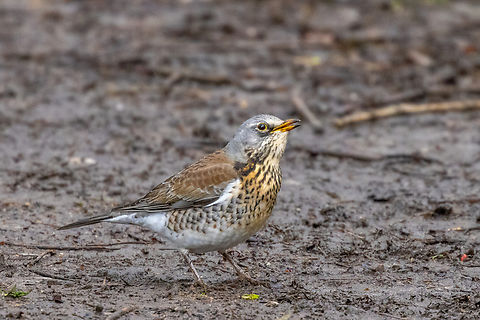 Fieldfare (Turdus pilaris) From the “nature in front of my doorstep” category.
Today, despite unfavourable weather with cold rain and sleet, I went for a little walk to a patch of meadows and light woodland 5 minutes away from my home in the city of Munich. Basically I was trying to familiarise myself with handling my 2X extender and using a monopod “in the field”.

This robust member of the Thrush family is what I ended up with. It was happily pulling out one earthworm after the other from the soaked earth.

German name: Wacholderdrossel
 Bird,Deutschland,Fieldfare,Geotagged,Germany,Spring,Tiere,Turdus pilaris,Vogel,pajaro