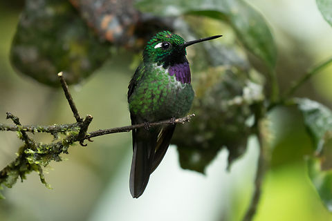 The Purple-bibbed whitetip (Urosticte benjamini); Alambi Reserve, Ecuador  Bird,Ecuador,Geotagged,Kolibri,Purple-bibbed whitetip,Tiere,Urosticte benjamini,Vogel,Winter,pajaro