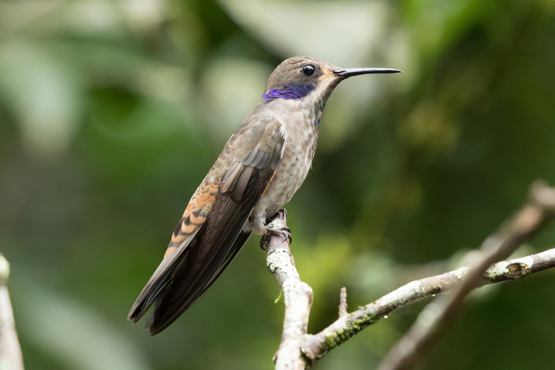 The Brown violetear (Colibri delphinae); Alambi Reserve, Ecuador  Bird,Brown violetear,Colibri delphinae,Ecuador,Geotagged,Kolibri,Tiere,Vogel,Winter,pajaro