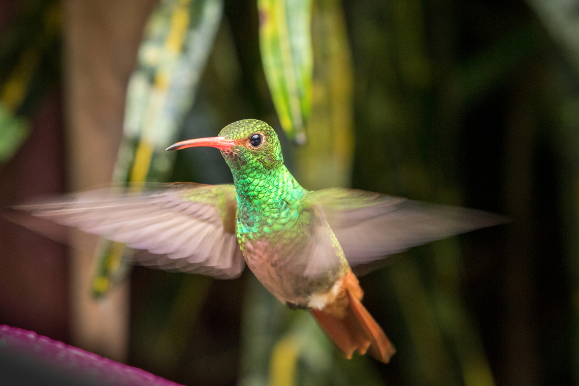 Rufous-tailed hummingbird (Amazilia tzacatl); Alambi Reserve, Ecuador  Amazilia tzacatl,Bird,Ecuador,Geotagged,Kolibri,Rufous-tailed hummingbird,Tiere,Vogel,Winter,pajaro