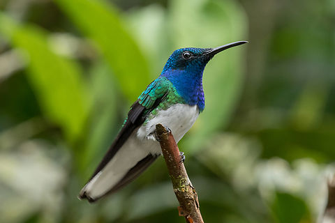 The White-necked jacobin (Florisuga mellivora ♂); Alambi Reserve, Ecuador  Bird,Ecuador,Florisuga mellivora,Geotagged,Kolibri,Tiere,Vogel,White-necked jacobin,Winter,pajaro