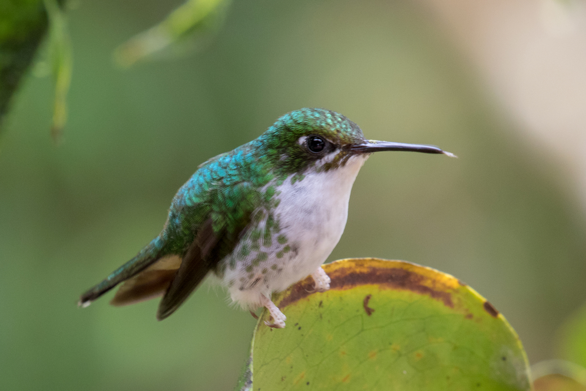 White-booted racket-tail (Ocreatus underwoodii ♀); Alambi Reserve, Ecuador  Bird,Ecuador,Geotagged,Kolibri,Ocreatus underwoodii,Tiere,Vogel,White-booted racket-tail,Winter,pajaro