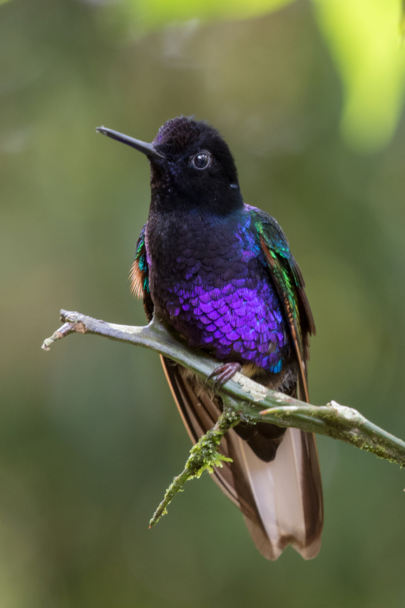 Velvet-purple coronet (Boissonneaua jardini); Alambi Reserve, Ecuador  Bird,Boissonneaua jardini,Ecuador,Geotagged,Kolibri,Tiere,Velvet-purple coronet,Vogel,Winter,pajaro