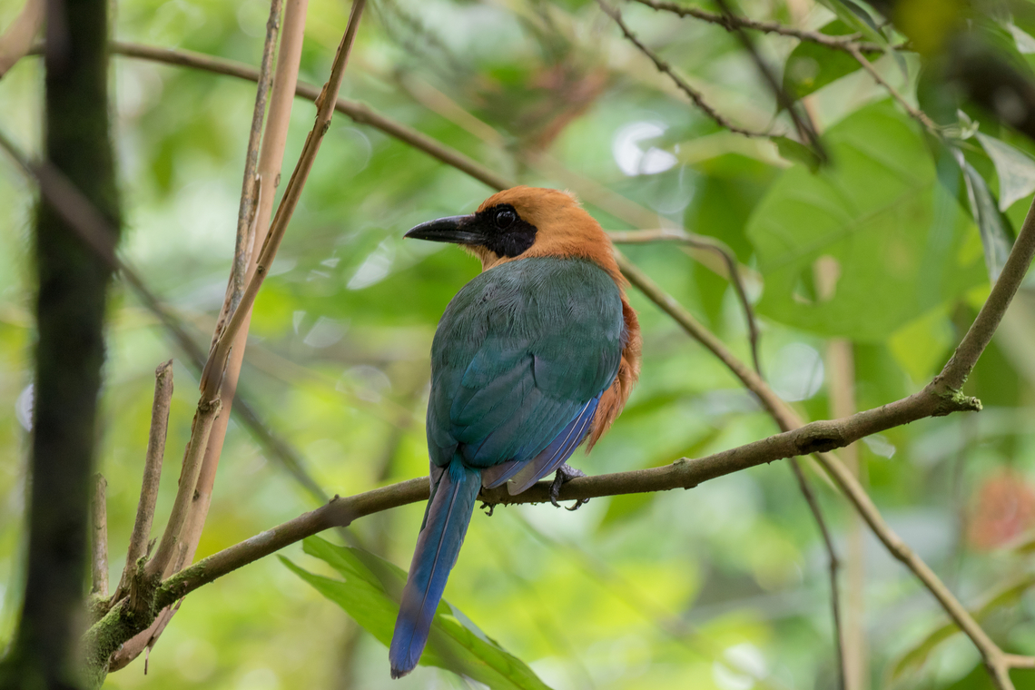 Rufous motmot (Baryphthengus martii); San Carlos, Pichincha, Ecuador  Baryphthengus martii,Bird,Ecuador,Geotagged,Motmot,Rufous motmot,Summer,Tiere,Vogel,pajaro