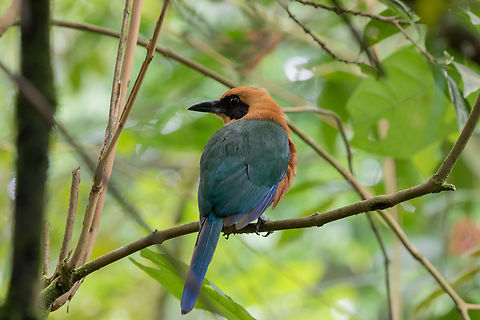 Rufous motmot (Baryphthengus martii); San Carlos, Pichincha, Ecuador  Baryphthengus martii,Bird,Ecuador,Geotagged,Motmot,Rufous motmot,Summer,Tiere,Vogel,pajaro