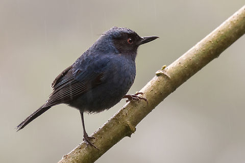 Masked flowerpiercer (Diglossa cyanea); Bellavista, Ecuador The bird appears darker than in many other pictures, but it was an overcast, rainy day&hellip; Bird,Diglossopis cyanea,Ecuador,Geotagged,Masked flowerpiercer,Summer,Tangar,Tiere,Vogel,pajaro