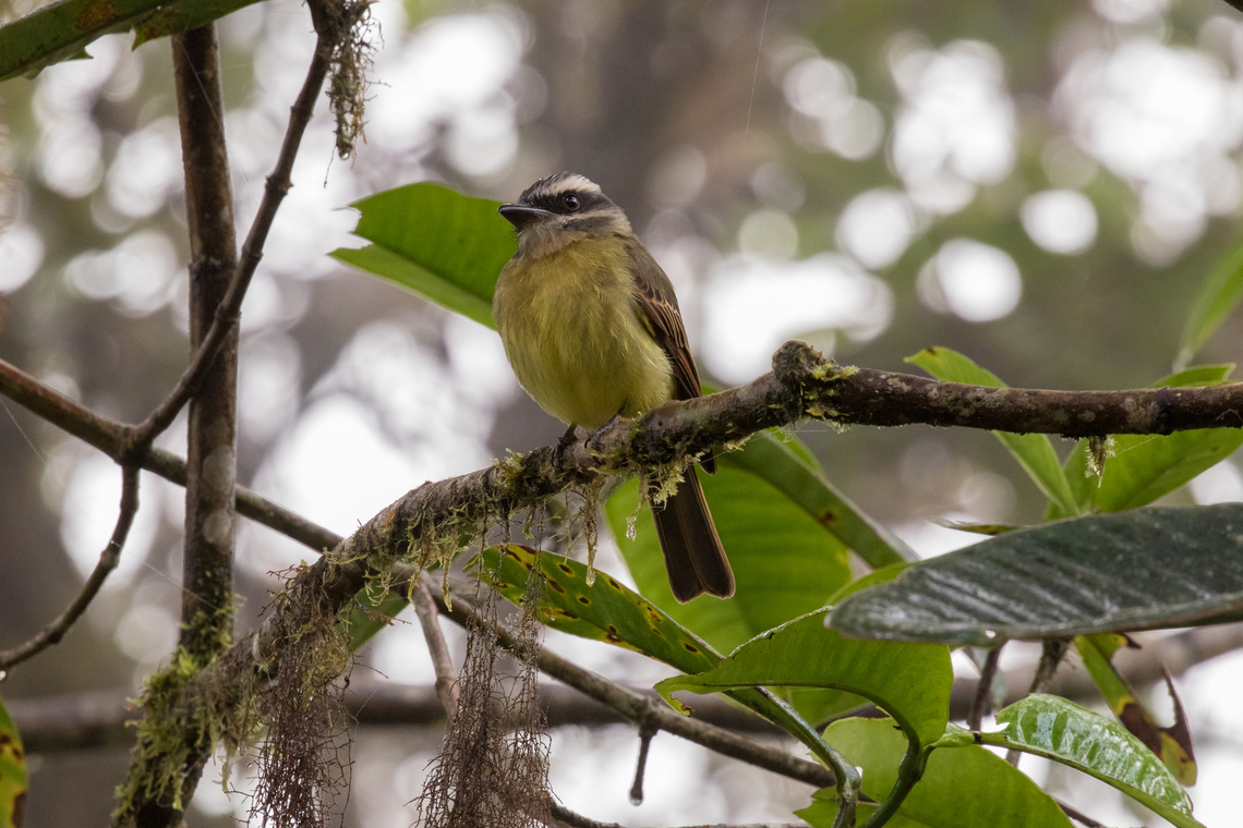 Golden-crowned flycatcher (Myiodynastes chrysocephalus); Bellavista, Ecuador Seen from behind:<br />
<figure class="photo"><a href="https://www.jungledragon.com/image/158907/golden-crowned_flycatcher_myiodynastes_chrysocephalus_bellavista_ecuador.html" title="Golden-crowned flycatcher (Myiodynastes chrysocephalus); Bellavista, Ecuador"><img src="https://s3.amazonaws.com/media.jungledragon.com/images/8383/158907_thumb.jpg?AWSAccessKeyId=05GMT0V3GWVNE7GGM1R2&Expires=1759968010&Signature=NxAqJXsJx64cVx%2B9U9YALkYkcS4%3D" width="200" height="134" alt="Golden-crowned flycatcher (Myiodynastes chrysocephalus); Bellavista, Ecuador  Bird,Ecuador,Geotagged,Golden-crowned flycatcher,Myiodynastes chrysocephalus,Summer,Tiere,Tyrant Flycatcher,Vogel,pajaro" /></a></figure> Bird,Ecuador,Geotagged,Golden-crowned flycatcher,Myiodynastes chrysocephalus,Summer,Tiere,Tyrant Flycatcher,Vogel,pajaro