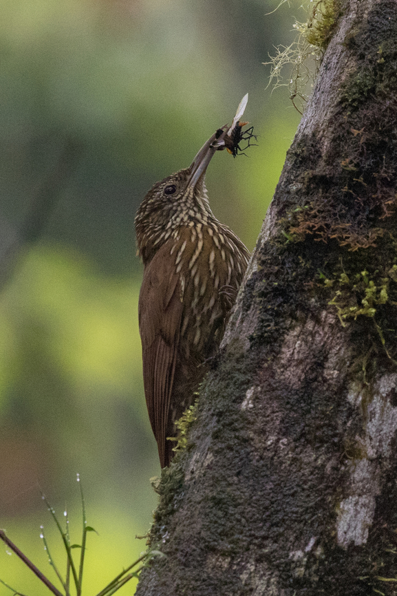 Montane woodcreeper (Lepidocolaptes lacrymiger); Bellavista, Ecuador A woodcreeper doing what it's best at: climbing a tree and catching insects&hellip; Baumsteiger,Bird,Ecuador,Geotagged,Lepidocolaptes lacrymiger,Montane woodcreeper,Summer,Tiere,Vogel,pajaro