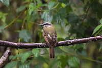 Golden-crowned flycatcher (Myiodynastes chrysocephalus); Bellavista, Ecuador  Bird,Ecuador,Geotagged,Golden-crowned flycatcher,Myiodynastes chrysocephalus,Summer,Tiere,Tyrant Flycatcher,Vogel,pajaro