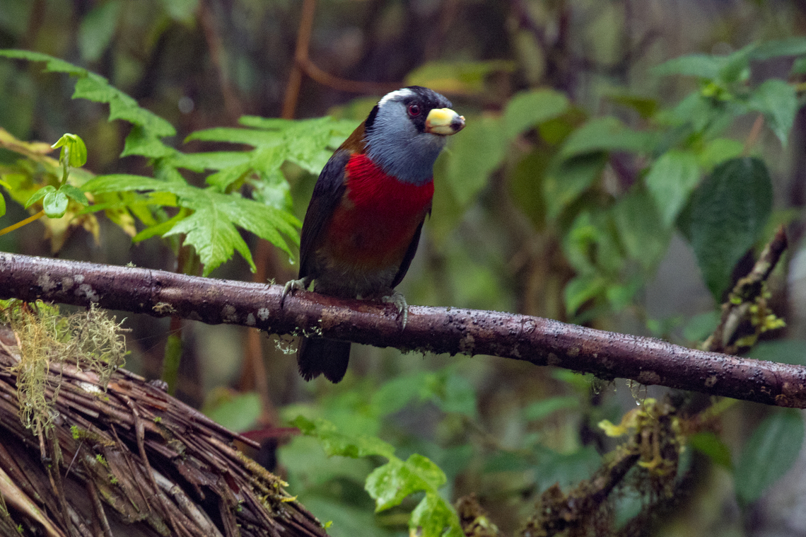 Toucan Barbet (Semnornis ramphastinus); Bellavista, Ecuador Not the most perfect photo regarding sharpness.<br />
But hey, it was our second day in Ecuador, with only the clothes we had worn on the plane (luggage still being somewhere between Europe and Quito), constant rain, camera getting wet from the inside - but nevertheless a gorgeous early morning for birdwatching. Bird,Ecuador,Geotagged,Ramphastides,Semnornis ramphastinus,Summer,Tiere,Toucan Barbet,Vogel,pajaro