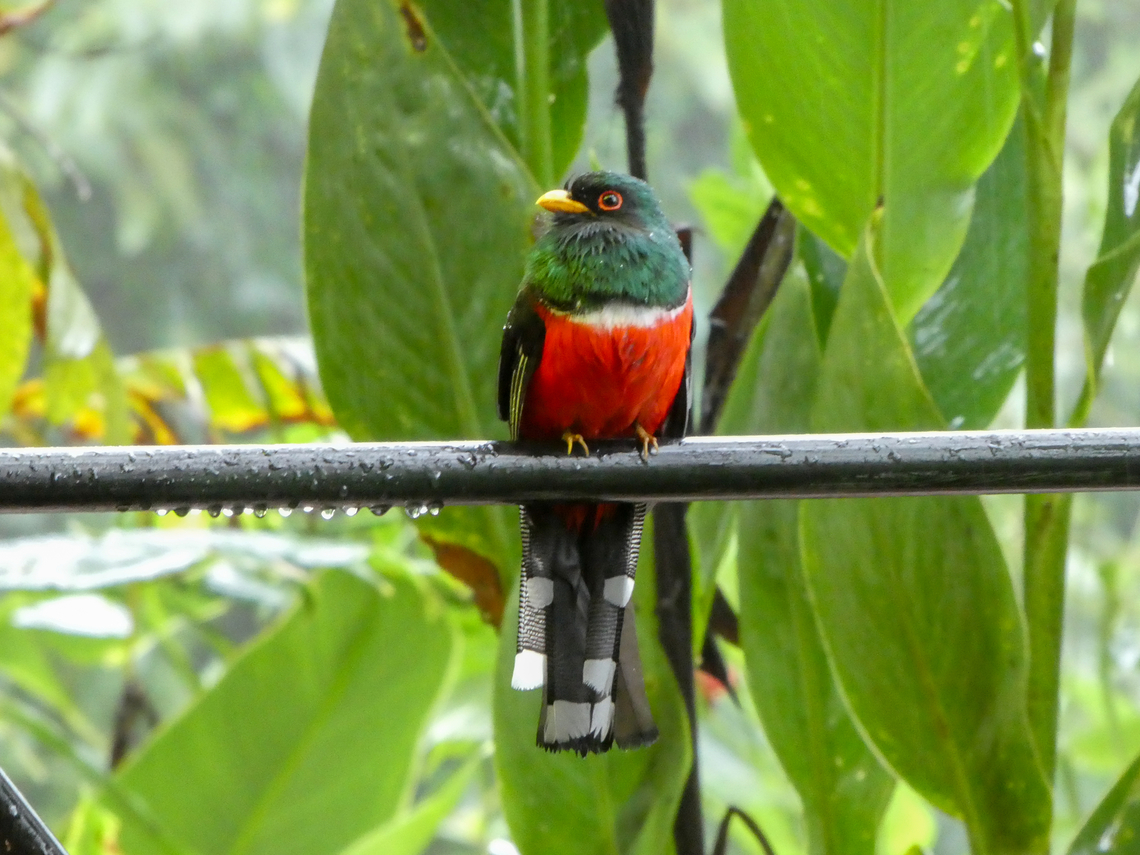 Masked trogon (Trogon personatus ♂); Bellavista, Ecuador Instead of using my usual DSLR, this picture was taken with a &ldquo;pocket camera&rdquo;, hence the lower quality. Bird,Ecuador,Geotagged,Masked trogon,Summer,Tiere,Trogon,Trogon personatus,Vogel,pajaro