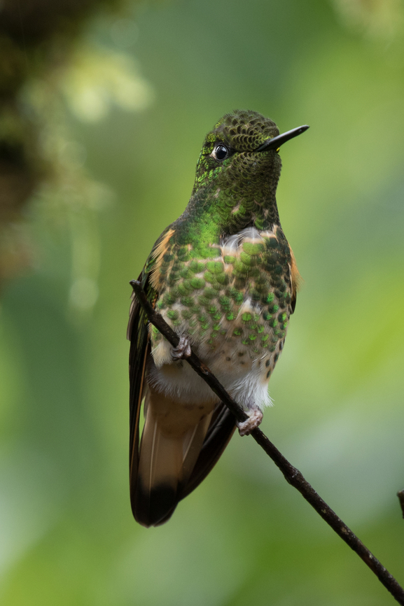 Buff-tailed coronet (Boissonneaua flavescens); Bellavista, Ecuador  Bird,Boissonneaua flavescens,Buff-tailed coronet,Ecuador,Geotagged,Kolibri,Summer,Tiere,Vogel,pajaro