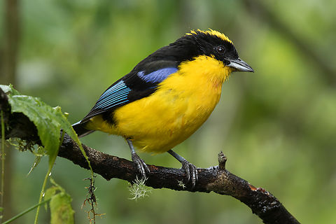 Blue-winged mountain tanager