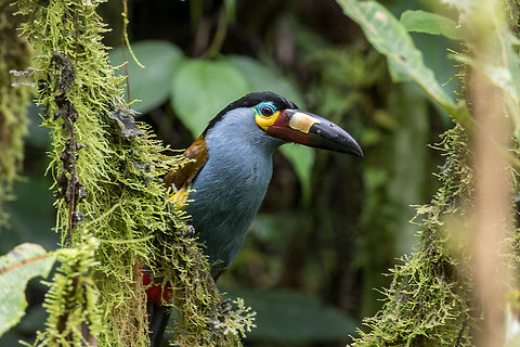 Plate-billed mountain toucan (Andigena laminirostris); Bellavista, Ecuador Lucky find during a hike through the woods Andigena laminirostris,Bird,Ecuador,Geotagged,Plate-billed mountain toucan,Ramphastides,Summer,Tiere,Vogel,pajaro