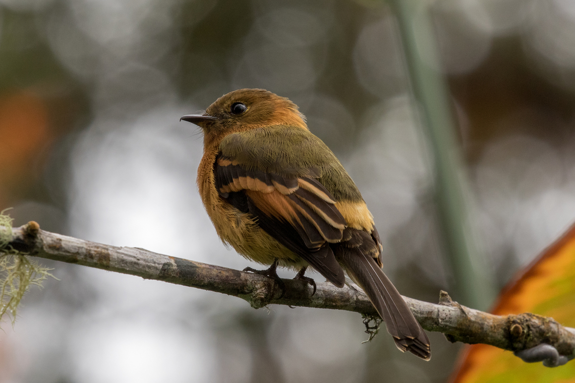 Cinnamon flycatcher (Pyrrhomyias cinnamomeus); Bellavista, Ecuador  Bird,Cinnamon flycatcher,Ecuador,Geotagged,Pyrrhomyias cinnamomeus,Summer,Tiere,Tyrant Flycatcher,Vogel,pajaro
