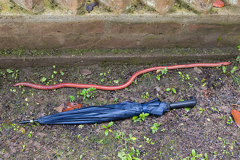 Giant earth worm (Martiodrilus crassus); Bellavista, Ecuador This was one of the &ldquo;nature is amazing&rdquo; moments. The umbrella in the picture is ca 1 meter long&hellip; Ecuador,Geotagged,Martiodrilus crassus,Summer,Wurm