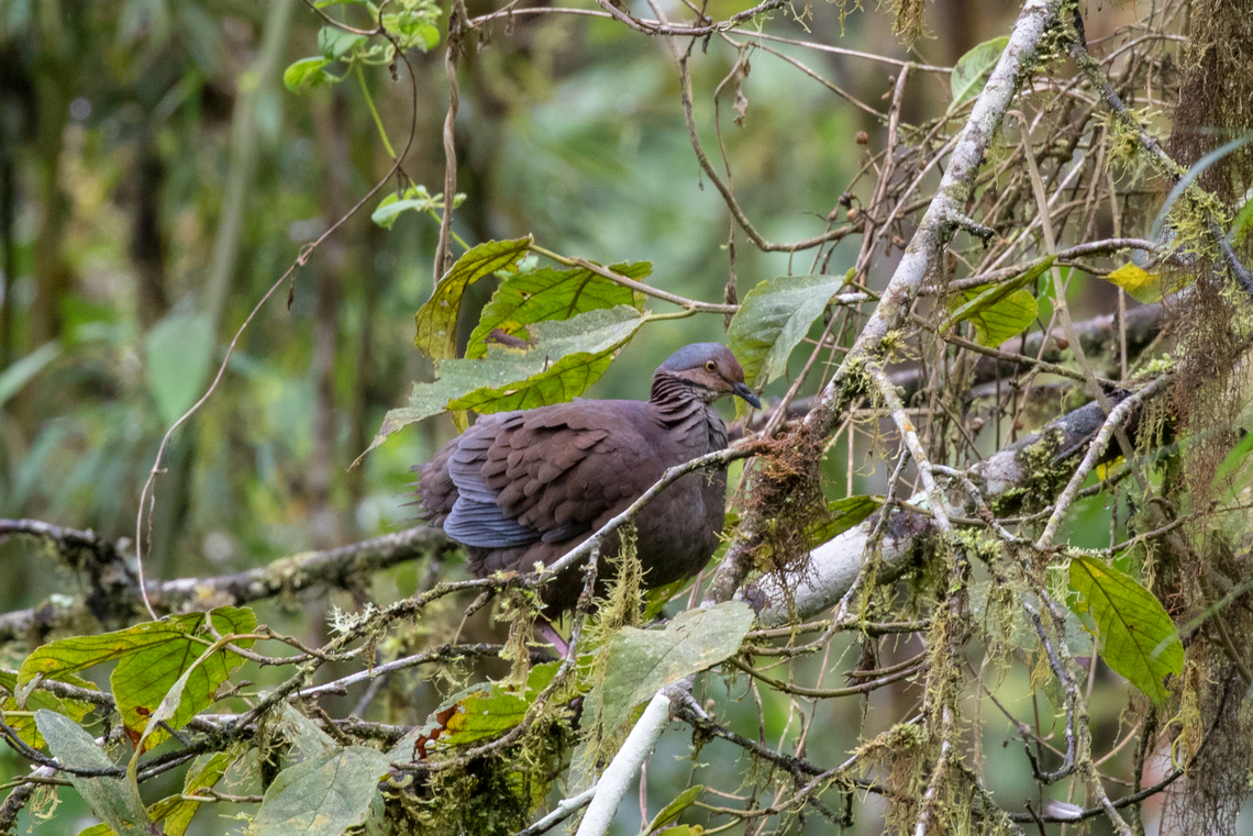 Pigeon (Geotrygon spec. (?)); Bellavista, Ecuador Here we had to give up with identification. It's some kind of pigeon that we encountered during a hike through the cloud forest of Ecuador, probably from the Geotrygon genus.<br />
Looks a bit similar to Patagioenas subvinacea, too. Bird,Ecuador,Geotagged,Summer,Tauben,Tiere,Vogel,pajaro
