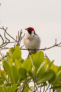 Red-capped cardinal (Paroaria gularis); Sacha Lodge, Ecuador  Bird,Ecuador,Geotagged,Paroaria gularis,Red-capped cardinal,Summer,Tangar,Tiere,Vogel,pajaro