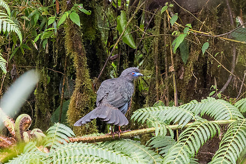 Sickle-winged guan (Chamaepetes goudotii); Bellavista, Ecuador  Bird,Chamaepetes goudotii,Ecuador,Geotagged,Sickle-winged guan,Summer,Tiere,Vogel,pajaro