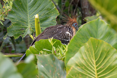 Hoatzin (Opisthocomus hoazin); Sacha Lodge, Ecuador I had been reading up on Neo-tropical ecology before our visit to Ecuador, and the Hoatzin was mentioned as one very unique example, so I really hoped to see one. And lo and behold, the first sight that greeted us at Sacha Lodge, after a tour by boat down Napo river, a hike through the forest and another tour by canoe) was a Hoatzin! I literally had to put down my welcome drink to snap a picture… Bird,Ecuador,Geotagged,Hoatzin,Opisthocomus hoazin,Summer,Tiere,Vogel,pajaro