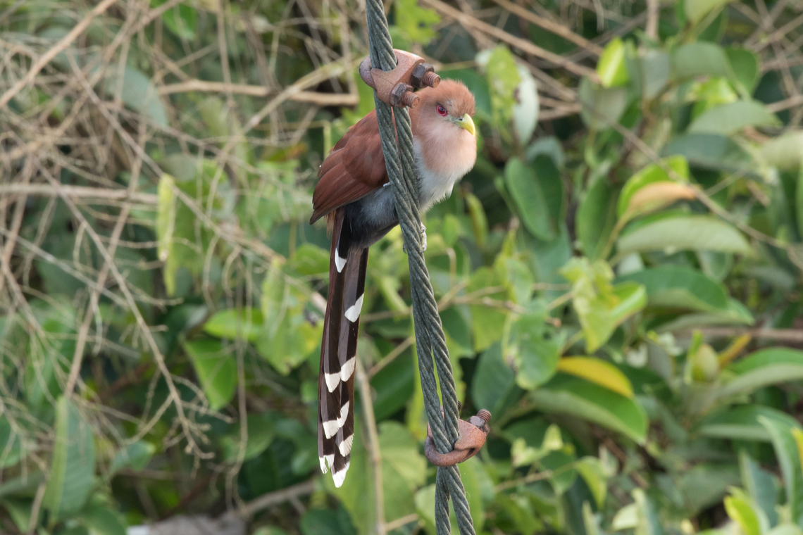Squirrel cuckoo (Piaya cayana); Sacha Lodge, Ecuador  Bird,Ecuador,Geotagged,Kuckuck,Piaya cayana,Squirrel cuckoo,Summer,Tiere,Vogel,pajaro