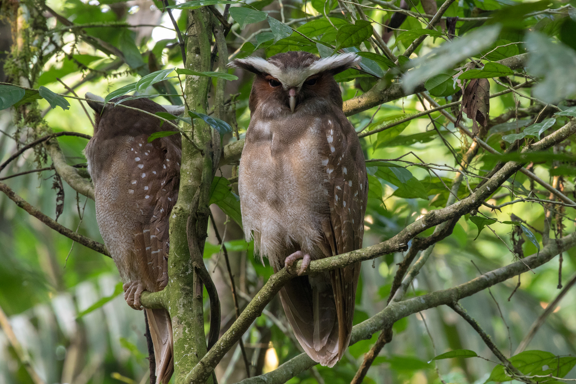 Pair of Crested Owls (Lophostrix cristata); Sacha Lodge, Ecuador During a hike through the rainforest, our guide, who knew that this pair liked to perch in a certain tree, carefully led us to the perfect spot to see these beauties. Bird,Crested owl,Ecuador,Eule,Geotagged,Lophostrix cristata,Summer,Tiere,Vogel,pajaro