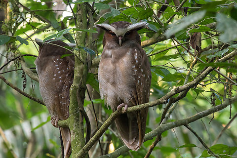 Pair of Crested Owls (Lophostrix cristata); Sacha Lodge, Ecuador During a hike through the rainforest, our guide, who knew that this pair liked to perch in a certain tree, carefully led us to the perfect spot to see these beauties. Bird,Crested owl,Ecuador,Eule,Geotagged,Lophostrix cristata,Summer,Tiere,Vogel,pajaro