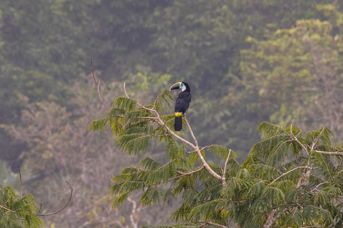 White-throated Toucan (Ramphastos tucanus); Sacha Lodge, Ecuador We were standing on a 36 meters high tower, basically at level with the tree-tops, and spotted this toucan on a distant branch. Bird,Ecuador,Geotagged,Ramphastides,Ramphastos tucanus,Summer,Tiere,Vogel,White-throated Toucan,pajaro