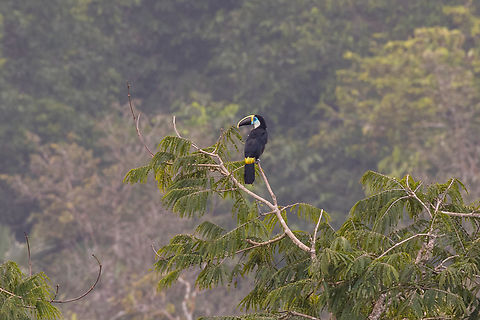White-throated Toucan (Ramphastos tucanus); Sacha Lodge, Ecuador We were standing on a 36 meters high tower, basically at level with the tree-tops, and spotted this toucan on a distant branch. Bird,Ecuador,Geotagged,Ramphastides,Ramphastos tucanus,Summer,Tiere,Vogel,White-throated Toucan,pajaro