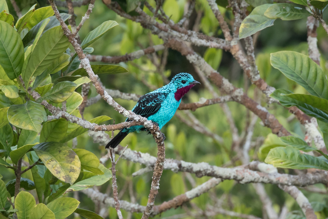 Spangled Cotinga (Cotinga cayana); Sacha Lodge, Ecuador Quite the little show-off :-) Bird,Cotinga,Cotinga cayana,Ecuador,Geotagged,Spangled cotinga,Summer,Tiere,Vogel,pajaro
