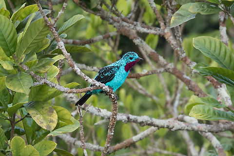 Spangled Cotinga (Cotinga cayana); Sacha Lodge, Ecuador Quite the little show-off :-) Bird,Cotinga,Cotinga cayana,Ecuador,Geotagged,Spangled cotinga,Summer,Tiere,Vogel,pajaro