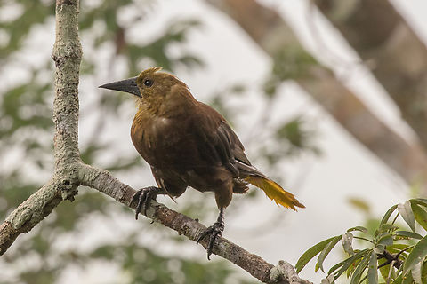 Russet-backed oropendola (Psarocolius angustifrons); Sacha Lodge, Ecuador Lowland subspecies with black bill Bird,Ecuador,Geotagged,Icterid,Psarocolius angustifrons,Russet-backed oropendola,Summer,Tiere,Vogel,pajaro