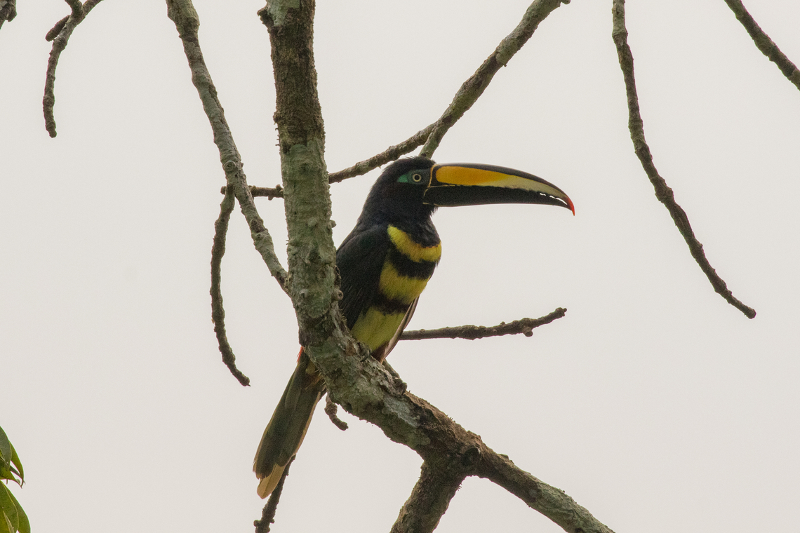 Many-banded aracari (Pteroglossus pluricinctus); Sacha Lodge, Ecuador  Bird,Ecuador,Geotagged,Many-banded aracari,Pteroglossus pluricinctus,Ramphastides,Summer,Tiere,Vogel,pajaro