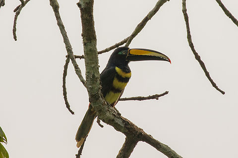 Many-banded aracari (Pteroglossus pluricinctus); Sacha Lodge, Ecuador  Bird,Ecuador,Geotagged,Many-banded aracari,Pteroglossus pluricinctus,Ramphastides,Summer,Tiere,Vogel,pajaro