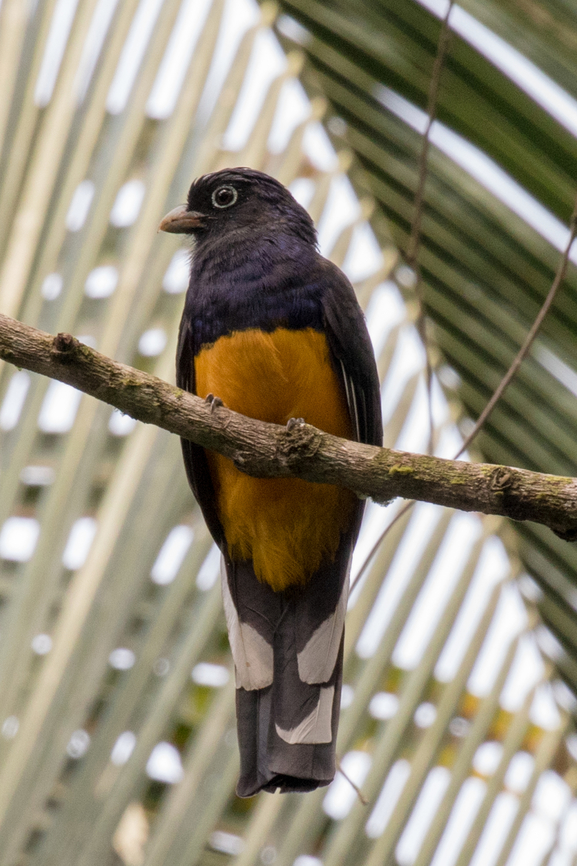 Green-backed Trogon (Trogon viridis); Sacha Lodge, Ecuador These Trogons are not that uncommon - but I would not have seen this one during yet another one of those hikes through the rainforest if our guide had not pointed it out. Bird,Ecuador,Geotagged,Green-backed Trogon,Summer,Tiere,Trogon,Trogon viridis,Vogel,pajaro