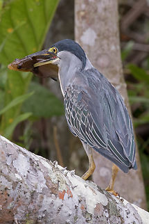 Striated heron (Butorides striata); Sacha Lodge, Ecuador A heron with a freshly caught fish Bird,Butorides striata,Ecuador,Geotagged,Reiher,Striated heron,Summer,Tiere,Vogel,pajaro