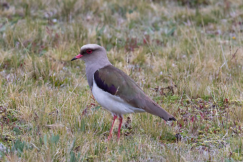 Andean lapwing (Vanellus resplendens), Cotopaxi Nactional Park, Ecuador  Andean lapwing,Bird,Ecuador,Geotagged,Regenpfeifer,Summer,Tiere,Vanellus resplendens,Vogel,pajaro