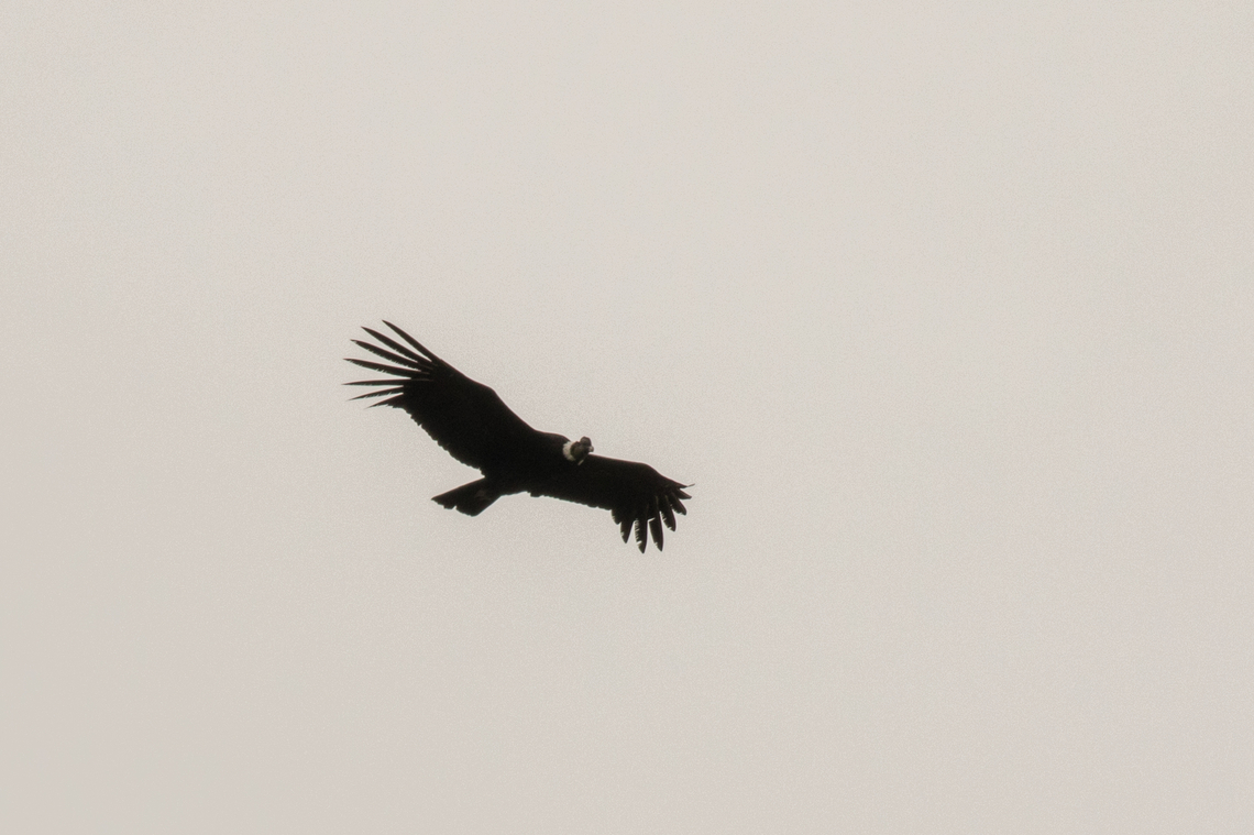 Andean Condor (Vultur gryphus), Cotopaxi National Park, Ecuador This is obviously not a great picture. But for me it holds a lot of emotional significance, since at the time we visited Ecuador in Feb/March 2018 there were about only 50 reported couples of Condors left in the whole country. And by sheer luck we saw a single Condor circling high above us in the highland plans adjacent to Cotopaxi volcano. Andean Condor,Bird,Ecuador,Geier,Geotagged,Summer,Tiere,Vogel,Vultur gryphus,pajaro