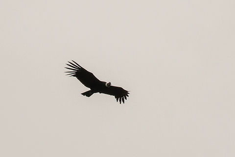 Andean Condor (Vultur gryphus), Cotopaxi National Park, Ecuador This is obviously not a great picture. But for me it holds a lot of emotional significance, since at the time we visited Ecuador in Feb/March 2018 there were about only 50 reported couples of Condors left in the whole country. And by sheer luck we saw a single Condor circling high above us in the highland plans adjacent to Cotopaxi volcano. Andean Condor,Bird,Ecuador,Geier,Geotagged,Summer,Tiere,Vogel,Vultur gryphus,pajaro