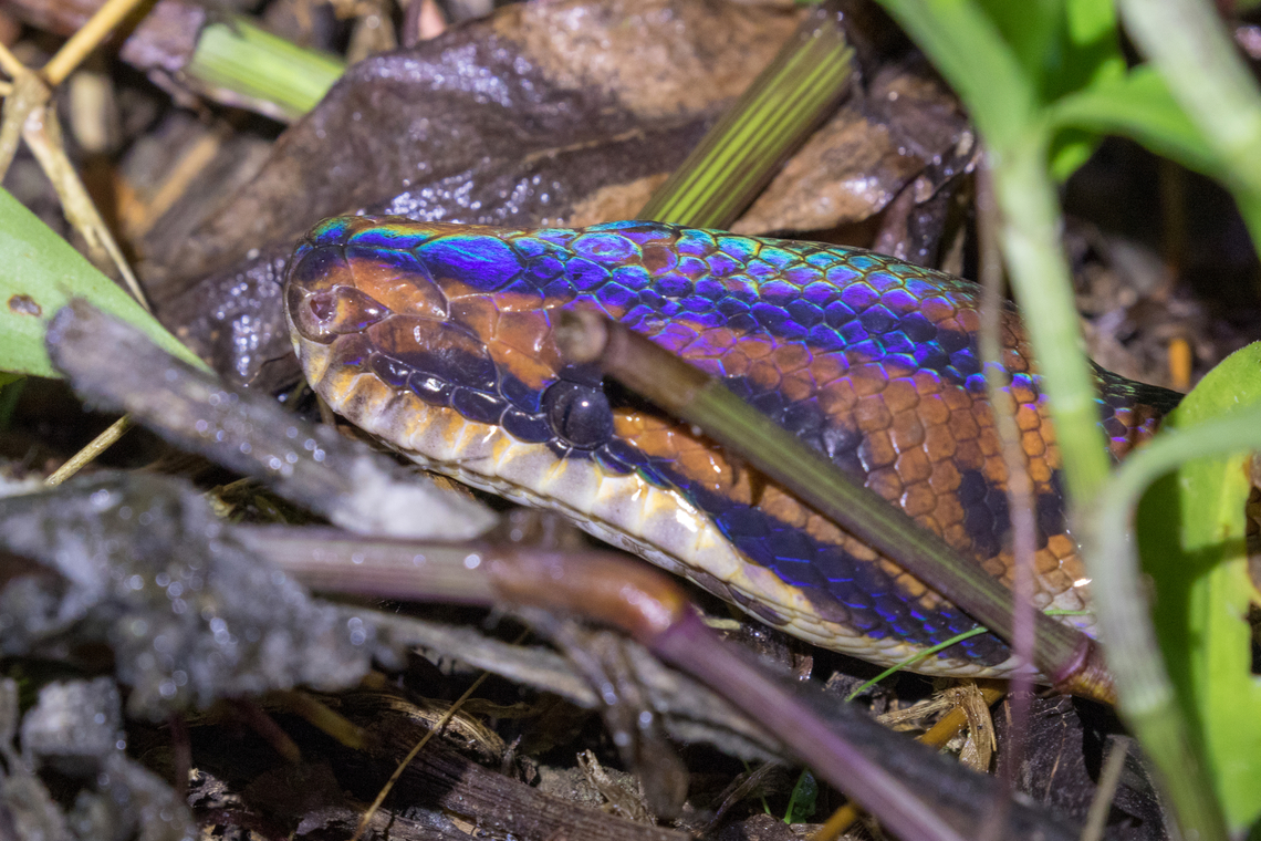 Rainbow Boa (Epicrates cenchria); Sacha Lodge, Ecuador On our first night in Sacha Lodge, we were having dinner along with all the other guests. Suddenly the manager, who had noticed my enthusiasm for photographing all kinds of wildlife, walked up to our table and asked me &ldquo;Do you have your camera at hand? Follow me!&rdquo; Some of the staff had noticed this impressive snake in the underbrush near one of the huts.<br />
In the picture below that shows the whole size you can also the rainbow-esque shimmer that the flashlight produces on its skin:<br />
<figure class="photo"><a href="https://www.jungledragon.com/image/158930/rainbow_boa_epicrates_cenchria_sacha_lodge_ecuador.html" title="Rainbow Boa (Epicrates cenchria); Sacha Lodge, Ecuador"><img src="https://s3.amazonaws.com/media.jungledragon.com/images/8383/158930_thumb.jpg?AWSAccessKeyId=05GMT0V3GWVNE7GGM1R2&Expires=1759968010&Signature=u2WPeP2SB4g3cM2gyz8l9wxL29I%3D" width="200" height="134" alt="Rainbow Boa (Epicrates cenchria); Sacha Lodge, Ecuador Detail of head:<br />
https://www.jungledragon.com/image/158929/epicrates_cenchria.html Ecuador,Epicrates cenchria,Geotagged,Rainbow Boa,Reptilien,Schlange,Summer" /></a></figure> Ecuador,Epicrates cenchria,Geotagged,Rainbow Boa,Reptilien,Schlange,Summer