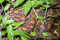 Rainbow Boa (Epicrates cenchria); Sacha Lodge, Ecuador Detail of head:<br />
https://www.jungledragon.com/image/158929/epicrates_cenchria.html Ecuador,Epicrates cenchria,Geotagged,Rainbow Boa,Reptilien,Schlange,Summer