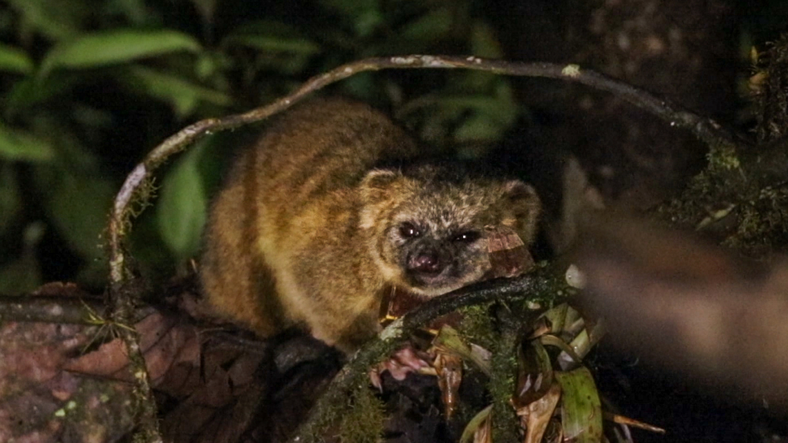 Olinguito (Bassaricyon neblina); Bellavista, Ecuador In 2013, two US-American scientists discovered, based on specimens from several museums in the USA, that apparently a new species had been hiding among the archives. DNA tests confirmed that some of the specimens in the museums were neither kinkajous nor olingos, but actually a hitherto not described species. It turned out to be the first new carnivoran mammal described in the Western Hemisphere in 35 years.<br />
<br />
In February 2018, when we visited the Bellavista Lodge in Ecuador, one of those scientists and a research team from Japan was present at the lodge as well, conducting studies about this relative of the olingo named olinguito. A small band of individuals was roaming the cloud forests surrounding the lodge, and some of those would come nightly to snatch bananas from a feeder, undeterred by a bright spotlight that the researchers used.<br />
<br />
I did not manage to take actual photographs, but filming with my camera worked; this lower-resolution image is actually a still from one of the videos I took. Bassaricyon neblina,Ecuador,Geotagged,Olinguito,Summer,S&auml;ugetier