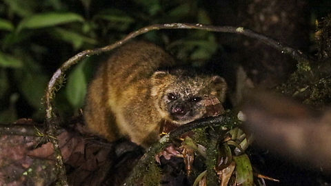 Olinguito