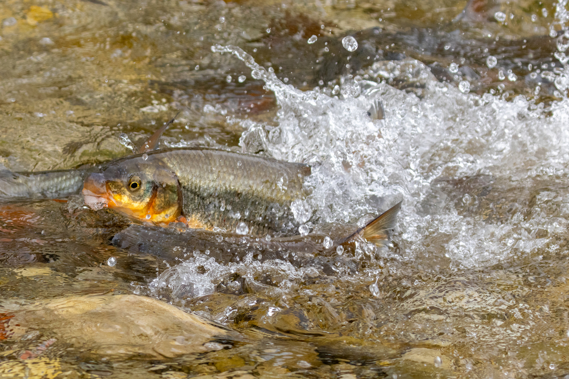Common nase (Chondrostoma nasus) during reproduction This was one of those moments you can't plan for&hellip;<br />
<br />
I got up early this morning and walked the few minutes it takes to get to the banks of the river Isar that flows through my hometown Munich. Actually, I was hoping to catch a glimpse of a White or a Grey wagtail (indeed, I saw both!). But then I noticed that in the flat waters, bordered by rocks and pebbles, I repeatedly heard splashing noises, like you can can hear when a large bird is bathing. Only, I saw no birds at that spot.<br />
<br />
So I went a little close, and lo and behold, there were about 50 dark forms in the water - a group of fish, each trying to defend their place. And occasionally a few of them would vie for a better place, splashing around. As I read up, this is usually a sign that a female is in the process of spawning eggs, so that a number of males immediately tries to be the first to place their sperm.<br />
<br />
Watching this spectacle was completely unexpected for me, because the little sand- and rock-banks around those riverbanks are usually very heavily &ldquo;populated&rdquo; by thousands of people who go there to barbecue, drink, listen to music, drink, relax and drink. And since last night was Saturday with record breaking temperatures for early April, half of the city had apparently been there to party last night, judging from the amount of trash and empty bottles I saw this morning.<br />
<br />
Anyway, I felt more like being in the Canadian wilderness watching this outburst of Nature.<br />
<br />
One of the fish had washed up on the riverbank, allowing a clear identification. Head:<br />
<figure class="photo"><a href="https://www.jungledragon.com/image/159046/washed_up_nase_chondrostoma_nasus_-_head.html" title="Washed up Nase (Chondrostoma nasus) - head"><img src="https://s3.amazonaws.com/media.jungledragon.com/images/8383/159046_thumb.jpg?AWSAccessKeyId=05GMT0V3GWVNE7GGM1R2&Expires=1769040010&Signature=PHCUb4MoFiMnpsSB%2Ftm4m%2Ffm0qI%3D" width="200" height="134" alt="Washed up Nase (Chondrostoma nasus) - head For the whole story, see<br />
https://www.jungledragon.com/image/159045/chondrostoma_nasus.html Chondrostoma nasus,Common nase,Deutschland,Fisch,Geotagged,Germany,M&uuml;nchen,Spring" /></a></figure><br />
<br />
Tail:<br />
<figure class="photo"><a href="https://www.jungledragon.com/image/159047/washed_up_nase_chondrostoma_nasus_-_tail.html" title="Washed up Nase (Chondrostoma nasus) - tail"><img src="https://s3.amazonaws.com/media.jungledragon.com/images/8383/159047_thumb.jpg?AWSAccessKeyId=05GMT0V3GWVNE7GGM1R2&Expires=1769040010&Signature=o2b0uGO4nzeCa2ZyD%2FiQEvf1lEA%3D" width="200" height="134" alt="Washed up Nase (Chondrostoma nasus) - tail For the whole story, see<br />
https://www.jungledragon.com/image/159045/chondrostoma_nasus.html Chondrostoma nasus,Common nase,Deutschland,Fisch,Geotagged,Germany,M&uuml;nchen,Spring" /></a></figure><br />
<br />
Notice the already missing eye&hellip; When I switched to the other side of the river channel, I watched the aptly named Carrion crow having an easy breakfast:<br />
<figure class="photo"><a href="https://www.jungledragon.com/image/159048/a_crow_eating_a_washed_up_nase_chondrostoma_nasus.html" title="A crow eating a washed up Nase (Chondrostoma nasus)"><img src="https://s3.amazonaws.com/media.jungledragon.com/images/8383/159048_thumb.jpg?AWSAccessKeyId=05GMT0V3GWVNE7GGM1R2&Expires=1769040010&Signature=bwe9qT6D94lGfzEmEfdNpRhDeyw%3D" width="200" height="134" alt="A crow eating a washed up Nase (Chondrostoma nasus) A carrion crow eating a washed up Nase on the banks of the river Isar within Munich city proper.<br />
For the whole story, see<br />
https://www.jungledragon.com/image/159045/chondrostoma_nasus.html Bird,Carrion Crow,Corvus corone,Deutschland,Fisch,Geotagged,Germany,M&uuml;nchen,Spring,Tiere,Vogel,pajaro" /></a></figure><br />
 Chondrostoma nasus,Common nase,Deutschland,Fisch,Geotagged,Germany,M&uuml;nchen,Spring