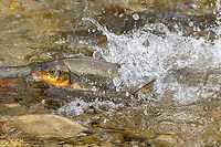 Common nase (Chondrostoma nasus) during reproduction This was one of those moments you can't plan for…<br />
<br />
I got up early this morning and walked the few minutes it takes to get to the banks of the river Isar that flows through my hometown Munich. Actually, I was hoping to catch a glimpse of a White or a Grey wagtail (indeed, I saw both!). But then I noticed that in the flat waters, bordered by rocks and pebbles, I repeatedly heard splashing noises, like you can can hear when a large bird is bathing. Only, I saw no birds at that spot.<br />
<br />
So I went a little close, and lo and behold, there were about 50 dark forms in the water - a group of fish, each trying to defend their place. And occasionally a few of them would vie for a better place, splashing around. As I read up, this is usually a sign that a female is in the process of spawning eggs, so that a number of males immediately tries to be the first to place their sperm.<br />
<br />
Watching this spectacle was completely unexpected for me, because the little sand- and rock-banks around those riverbanks are usually very heavily “populated” by thousands of people who go there to barbecue, drink, listen to music, drink, relax and drink. And since last night was Saturday with record breaking temperatures for early April, half of the city had apparently been there to party last night, judging from the amount of trash and empty bottles I saw this morning.<br />
<br />
Anyway, I felt more like being in the Canadian wilderness watching this outburst of Nature.<br />
<br />
One of the fish had washed up on the riverbank, allowing a clear identification. Head:<br />
https://www.jungledragon.com/image/159046/washed_up_nase_chondrostoma_nasus_-_head.html<br />
<br />
Tail:<br />
https://www.jungledragon.com/image/159047/chondrostoma_nasus.html<br />
<br />
Notice the already missing eye… When I switched to the other side of the river channel, I watched the aptly named Carrion crow having an easy breakfast:<br />
https://www.jungledragon.com/image/159048/a_crow_eating_a_washed_up_nase_chondrostoma_nasus.html<br />
Chondrostoma nasus,Common nase,Deutschland,Fisch,Geotagged,Germany,München,Spring