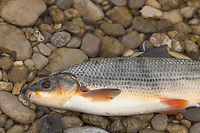Washed up Nase (Chondrostoma nasus) - head For the whole story, see<br />
https://www.jungledragon.com/image/159045/chondrostoma_nasus.html Chondrostoma nasus,Common nase,Deutschland,Fisch,Geotagged,Germany,München,Spring